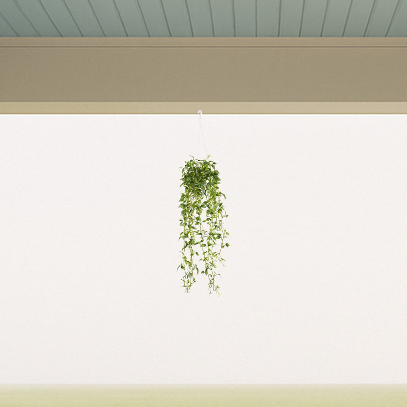 Tradescantia Hanging Basket