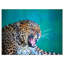 «Wild Leopard Close up View», impression-35062502-35062497