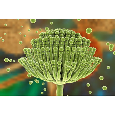 "Black Mould Fungi" par Dr_Microbe - impression sur toile tendue