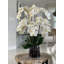 Blooming Orchid in Vase-931651924