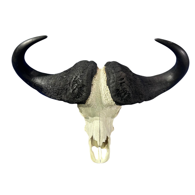 Real Cape Buffalo Skull