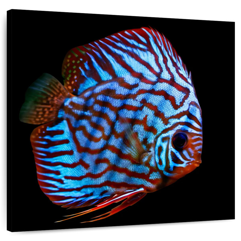 Poisson aquatique Brampt, H 16 po x l 16 po