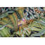 Ardmore Linen Fabric-64791662