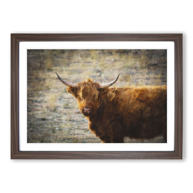 Highland Bull Cow Vol.2 - Framed Print, 27cm H x 36cm W x 2cm D, Walnut Framed