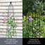 Support pour plantes grimpantes RHS Queen Obelisk Classic de 47 po en acier thermolaqué
