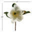 Magnolia Stem