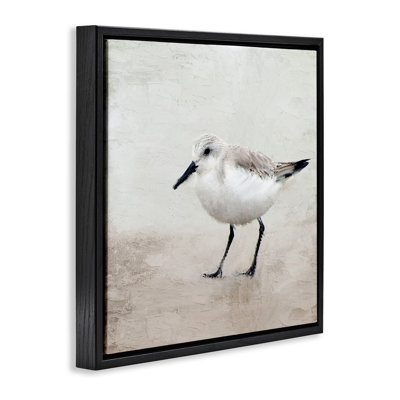 Portrait d'un oiseau bécasseau solitaire