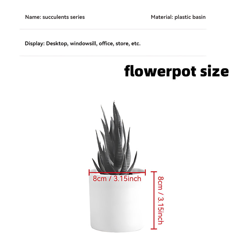 Plante grasse de 7,87 po
