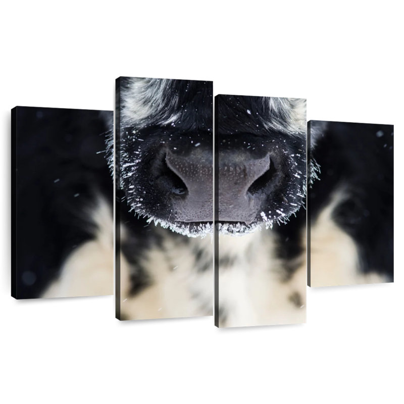 Brampt Cow Nose