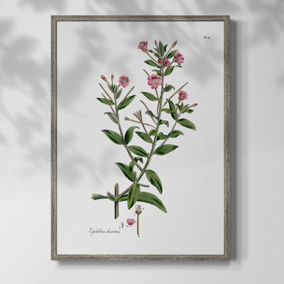 Rose Botanical III, reproduction encadrée - bois massif 47459