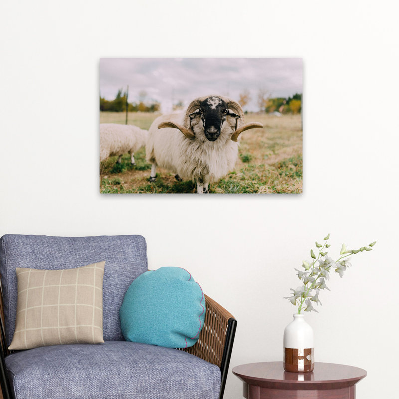 Chèvre, nature, photographie animalière, art contemporain, H 24 po x l 16 po