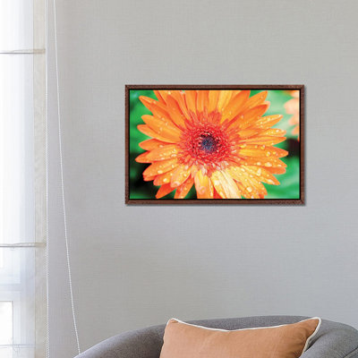 Orange Gerbera 1 Piece Wall Art on Canvas