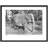 Chessington, Zoo, The Elephant C1960 by Francis Frith - Single Picture Frame Print-51255662