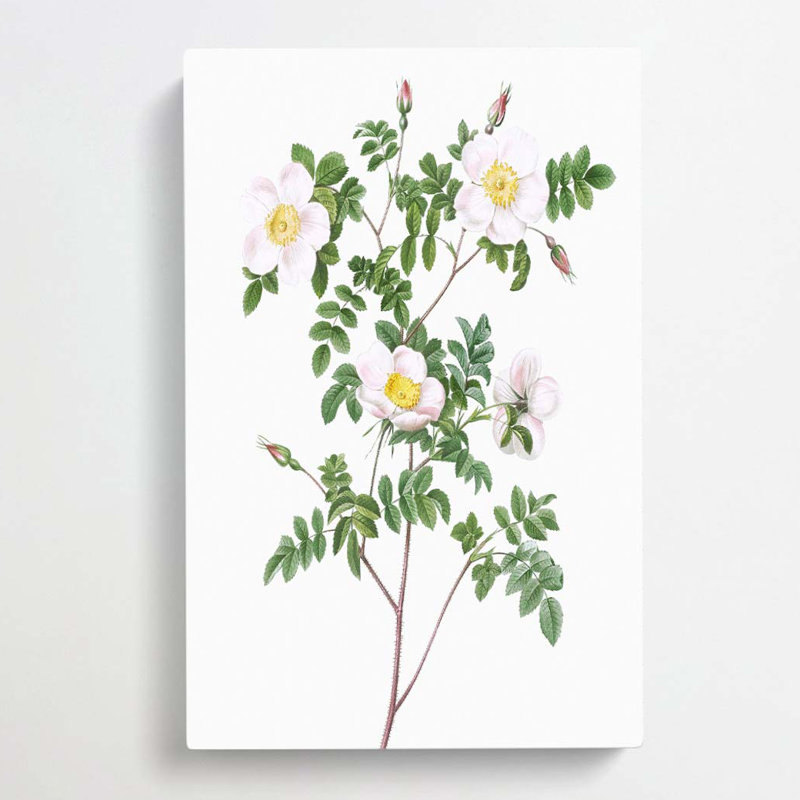 De Candolles White Rose by Luo Ping - Wrapped Canvas, 76cm H x 50cm W x 3cm D