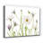 " Cape Daisies "-29675104