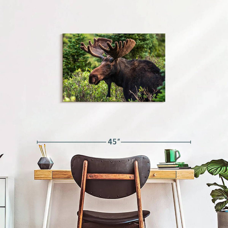 Brampt Wild Bull Moose, 20" H x 30" W