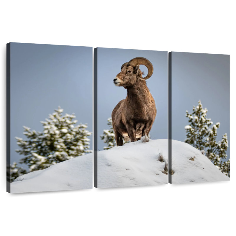 Mouflon d'hiver Brampt, H 28 po x l 45 po
