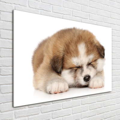 Akita puppy 1 Piece Wall Art on Glass