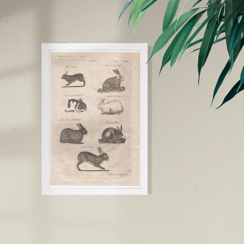 « lepus lapins », impression encadrée, H 13 po x l 19 po x P 0,75 po, Cadre blanc
