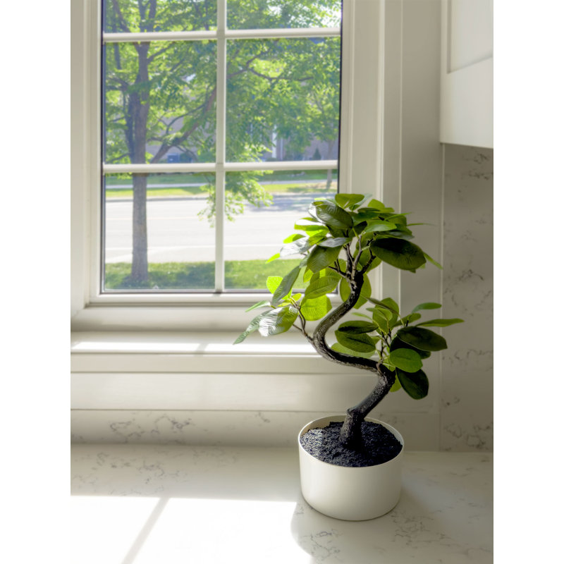 Jardinière décorative en ficus blanc 18 po Algreen