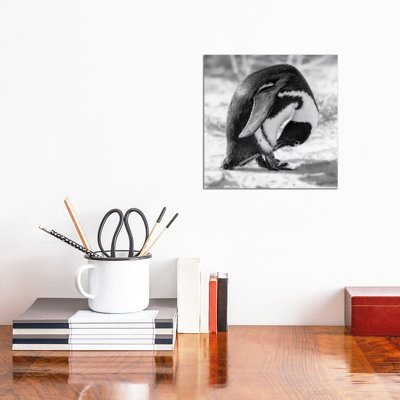 Take A Bow by MScottPhotography - Wrapped Canvas Print