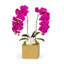 Orchid in Planter-1846719862