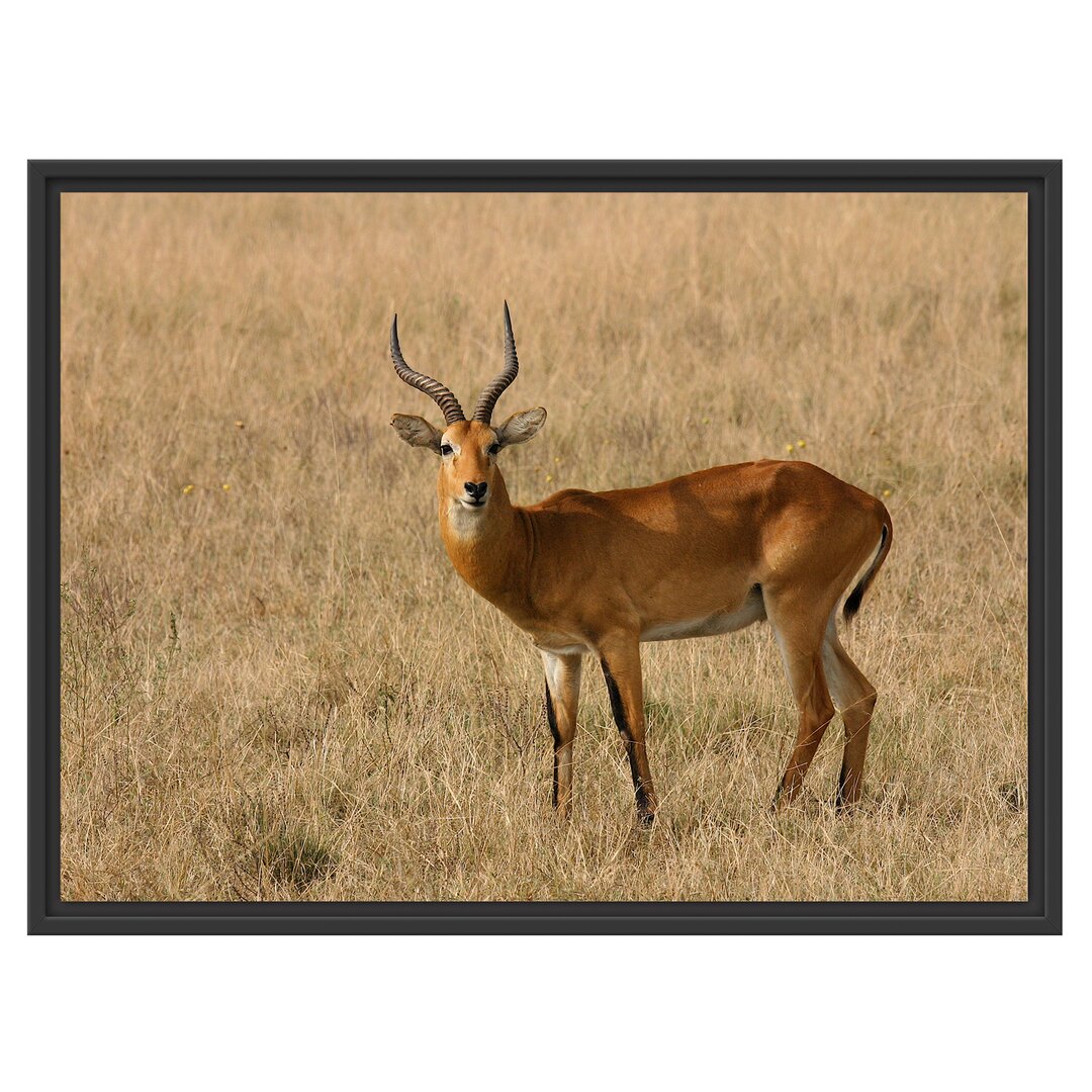 Gerahmtes Wandbild Dorkasgazelletrockenen Gras