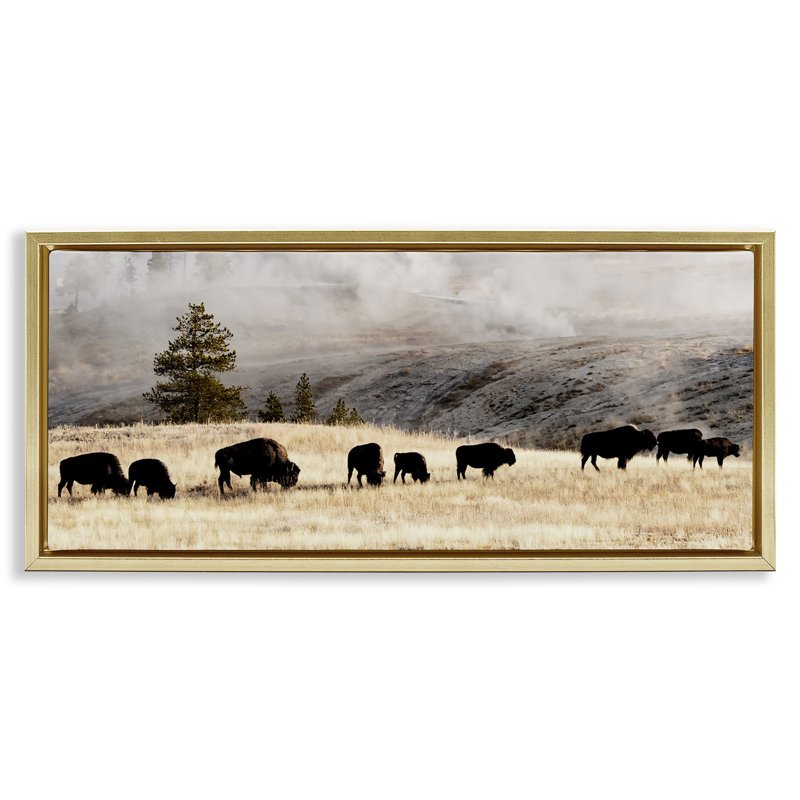 Bison broutant en pleine campagne brumeuse, Cadre flottant métallique doré, H 11 po x l 25 po