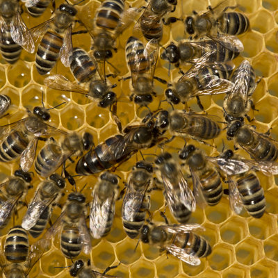 " Queen Bee " by Inventori