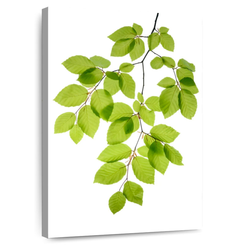 Hêtre Harnek à feuilles vertes, H 12 po x l 8 po