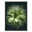 Petit vert riche, Echeveria, plante grasse, tranquillité, Illustration de la nature, petite œuvre d'art-101376757-101376756