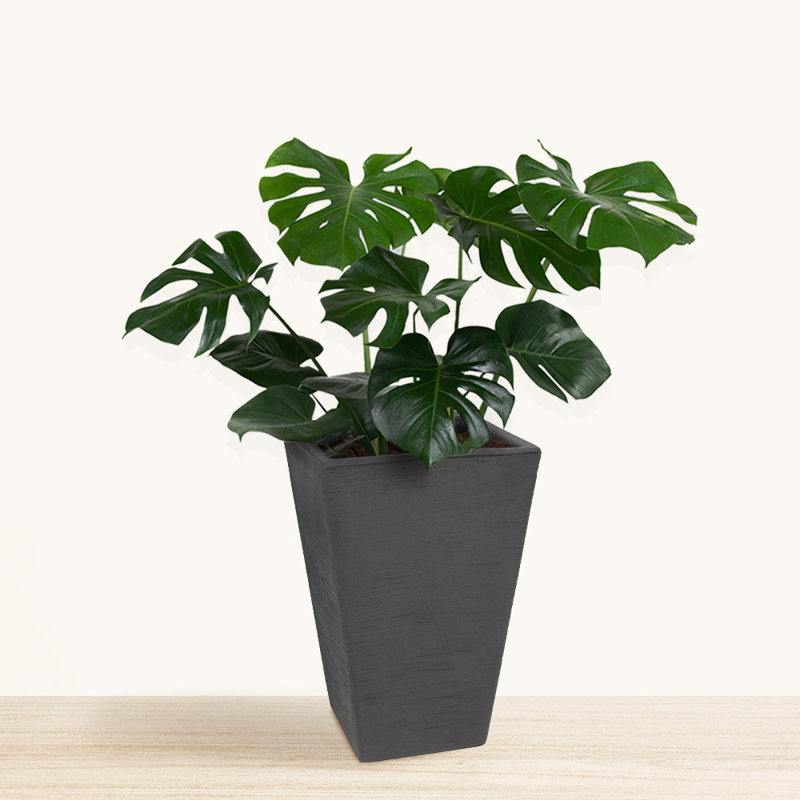Vladamar ECOBO Eco-Friendly Rectangular Pot Planter Elemento Indoor/Outdoor use Versatile & Lightweight, Black