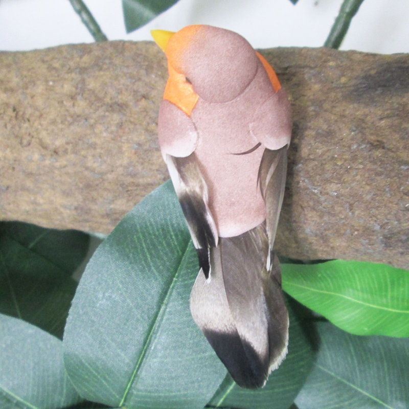 Moineau à queue en forme de cloche, Orange