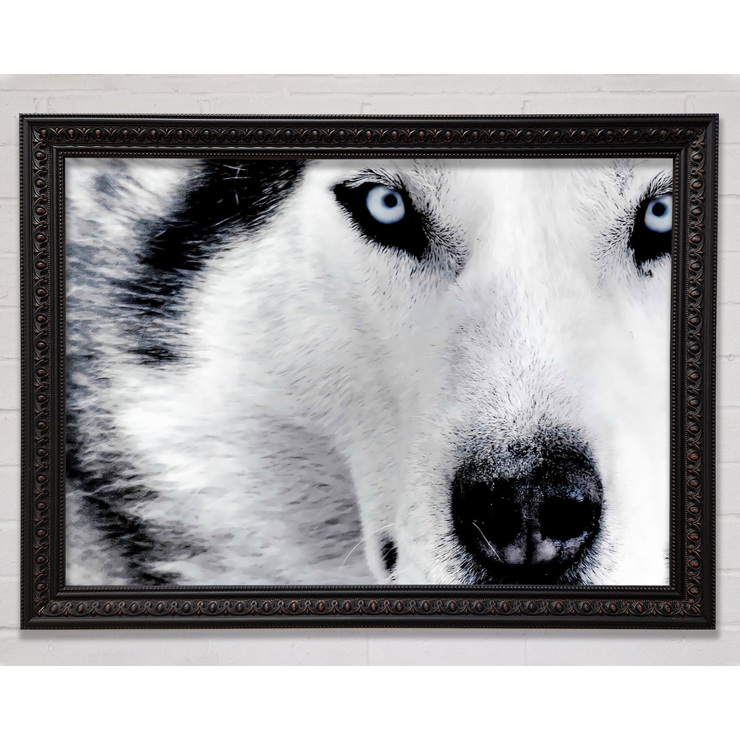 Siberian Husky Augen - Druck