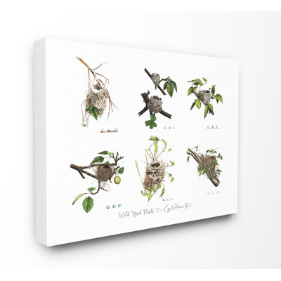 " Bird Nest Identification Botanical Illustrations "