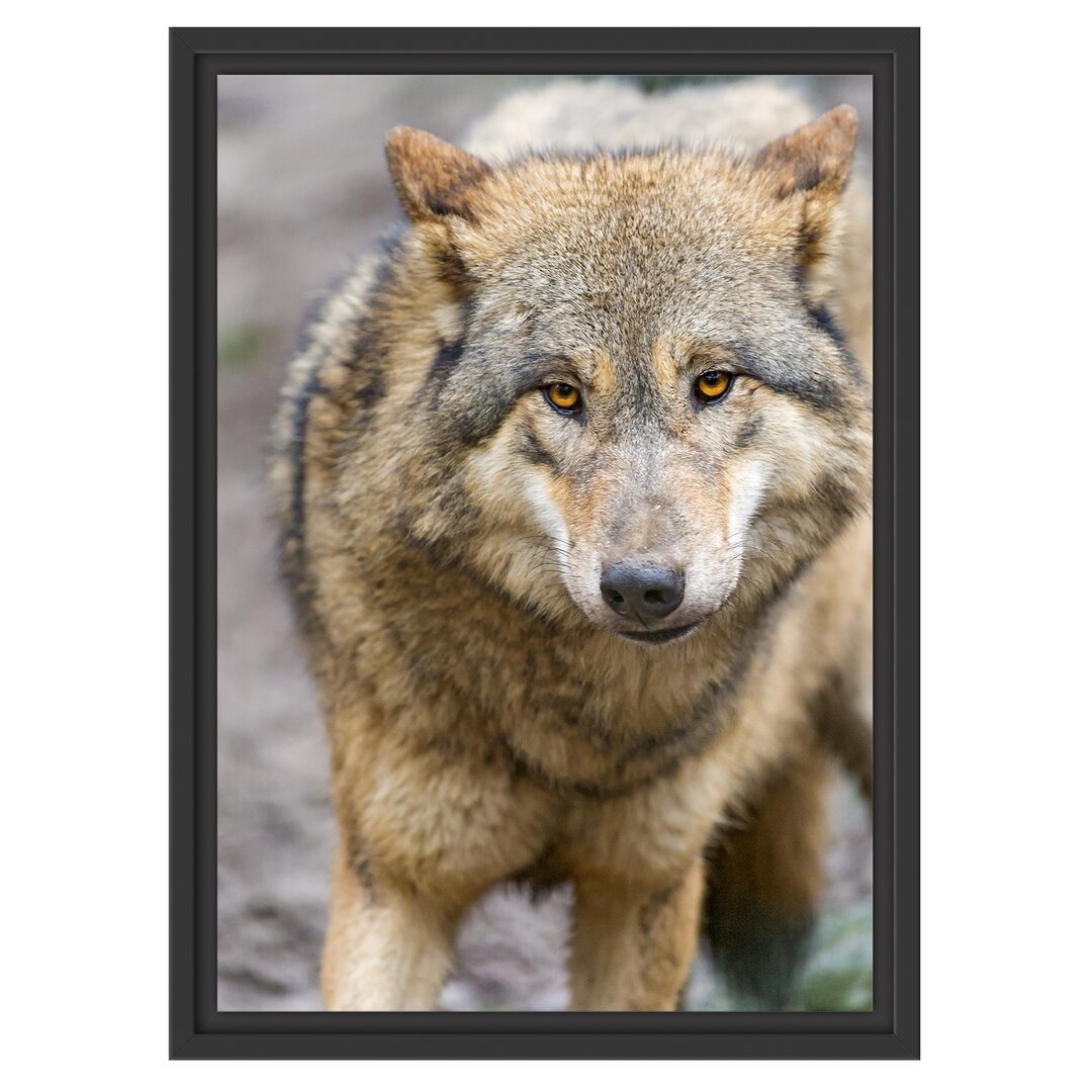 Gerahmtes Wandbild scheuer Wolf