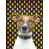 Jack Russell terrier (brun et blanc) sélectionné