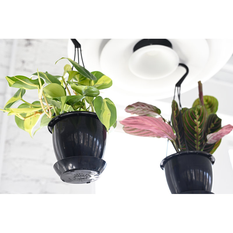 Live Red Prayer Plant in Black Hanging Pot