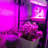 Deago 20 Watt Grow Light