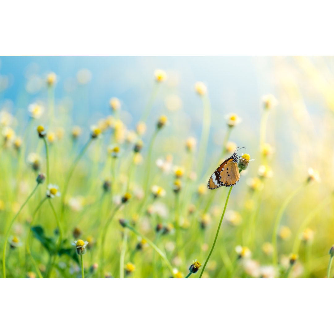 Schmetterling auf der Wiese - Fotografie auf Leinwand