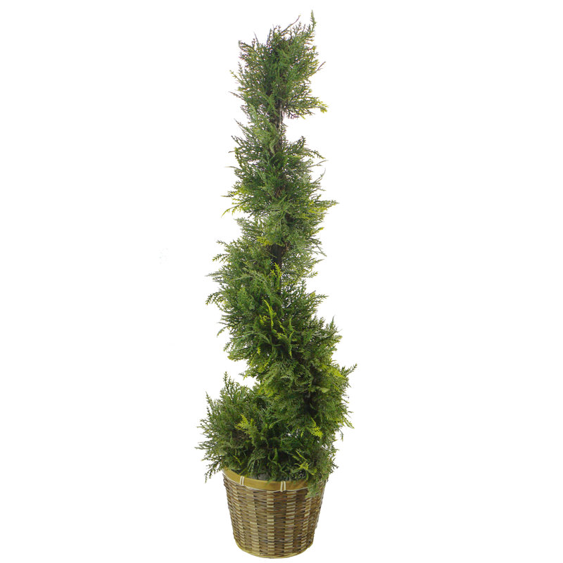 Topiaire cypress leave spirale dans un panier