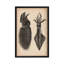« animal octopus squid scientific », impression sur toile-73921321-10871462-73921322