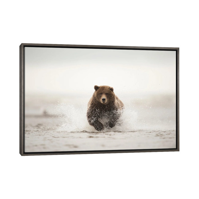 Ours brun, Alaska, États-Unis - reproduction d'art sur toile - toile encadrée, 60" x 40", Framed Canvas, Grey
