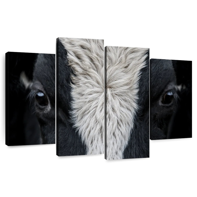 Yeux de vache Brampt, H 27 po x l 43 po