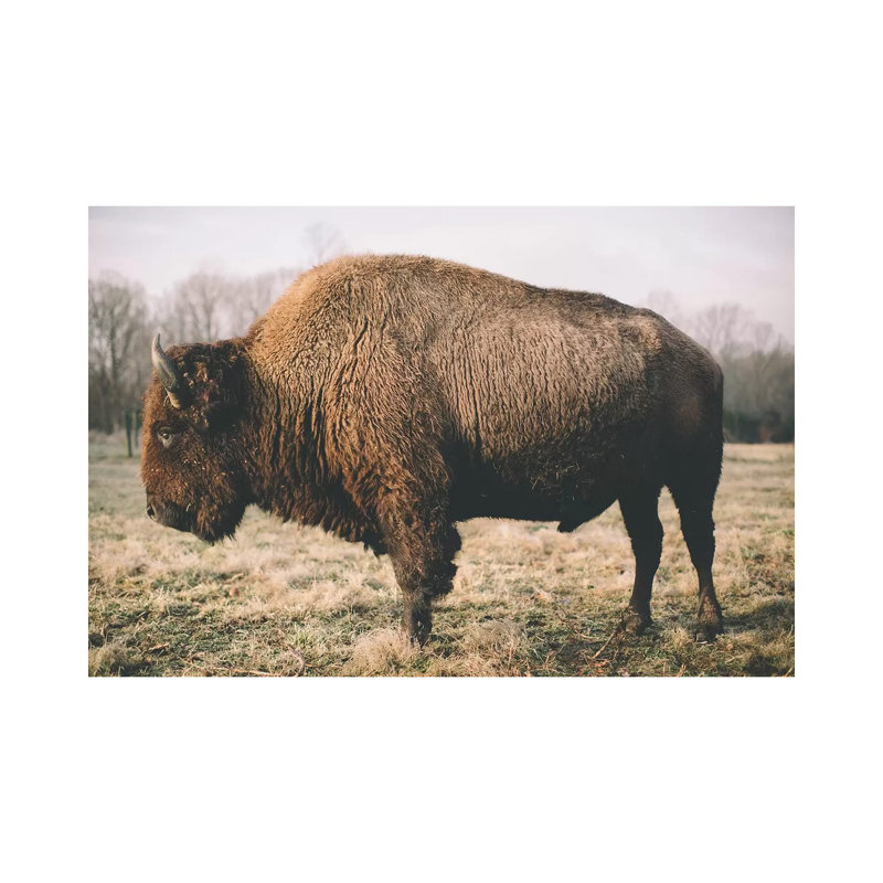 Solitary Bison V by Adam Mead - Wrapped Canvas Gallery-Wrapped Canvas Giclée, 20.32cm H x 30.48cm W