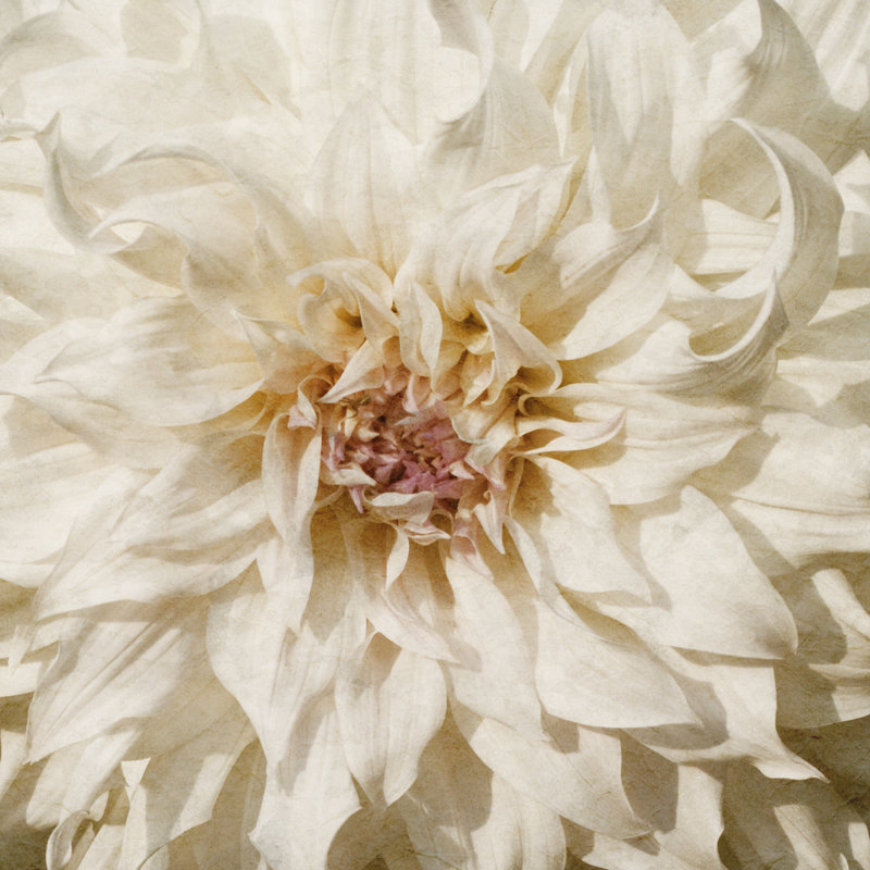 Fleur murale, H 12 po x l 12 po x P 1,25 po
