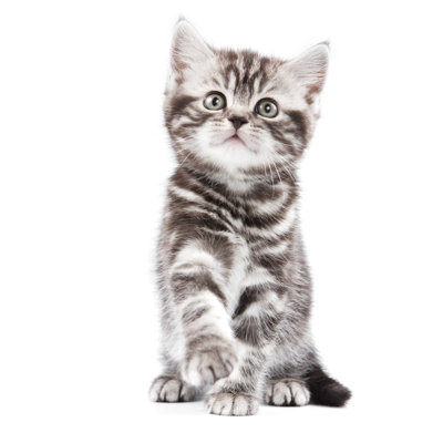 British Kitten On White Backgrounf by Dixi - Wrapped Canvas Print