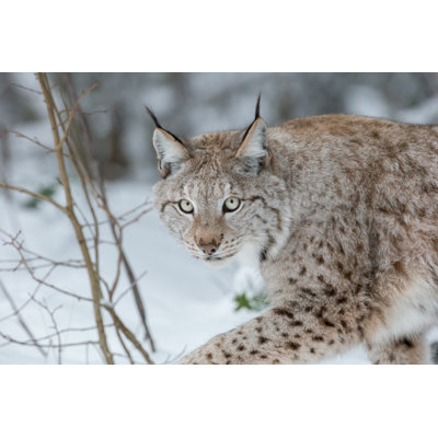 Lynx Wild Cat by Andy_Astbury - Wrapped Canvas Print