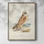 Hawk Owl, reproduction encadrée - bois massif-1675745278