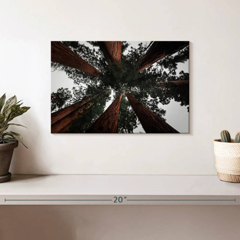 Redwoods de Harnek en Californie, H 8 po x l 12 po
